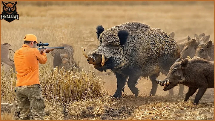 FULL VIDEO: How Texas Farmers Deal With Millions Of Giant Wild Boar Invading Corn Fields