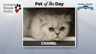 LEX 18 Pet of the Day
