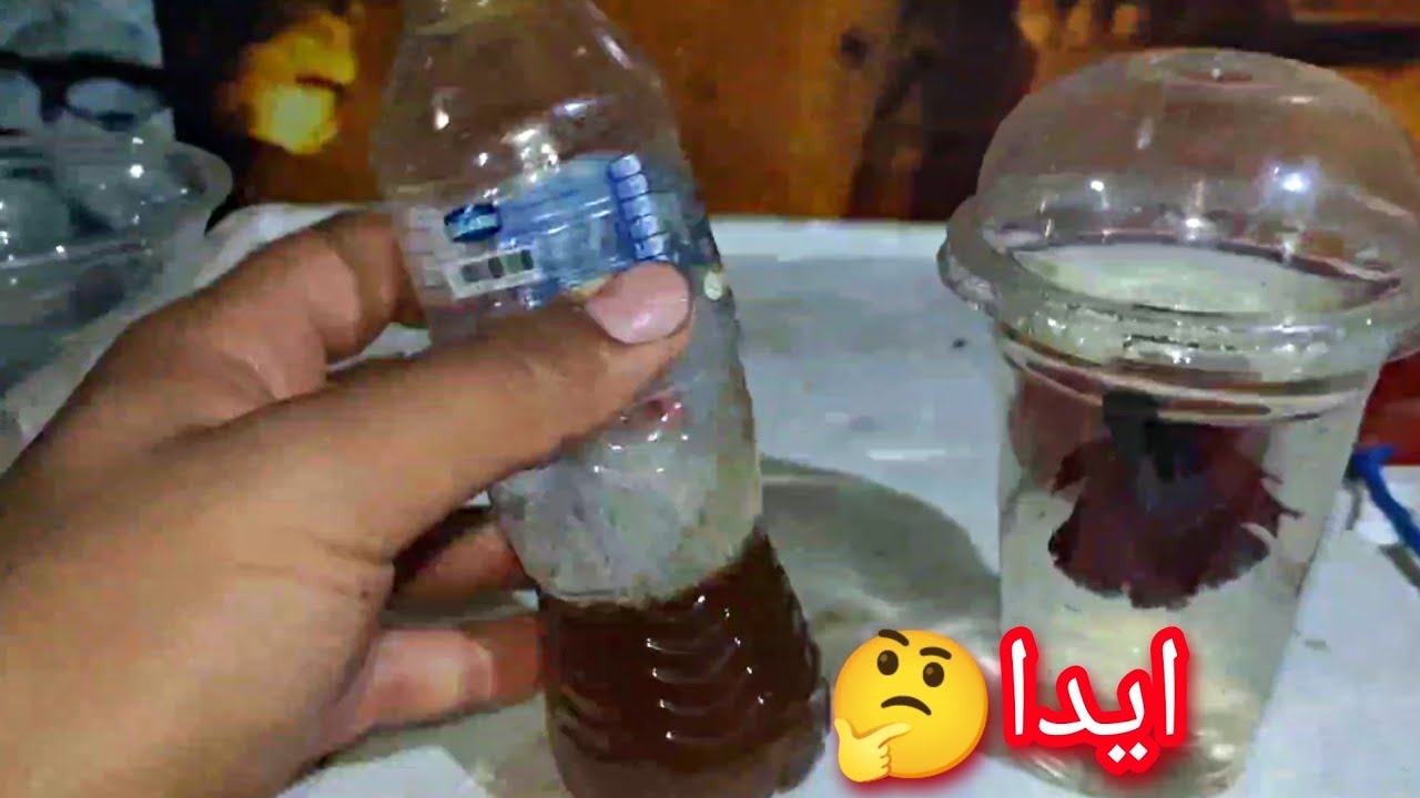 ابل متشتري فيتر افتح الفديو دا اسمكه الفيتر كيفيه التكاثر تفريخ الفيتر بدون معداتbreeding bitta fish