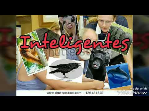 Top 7 Los animales más inteligentes del planeta según CABROWORLD (no incluido mascotas) video player