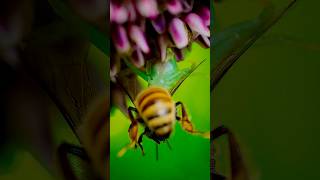 Una araña verde comiéndose a una abeja 🐝🫠 #arañas #abejas #fotosMacro #world #animales