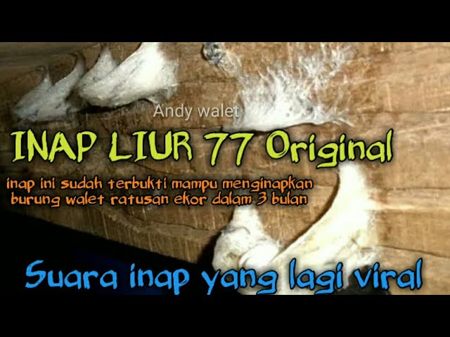 suara inap raja liur 77 ORIGINAL inap terbaik  andi sufar/ sufar sinar 77 class=