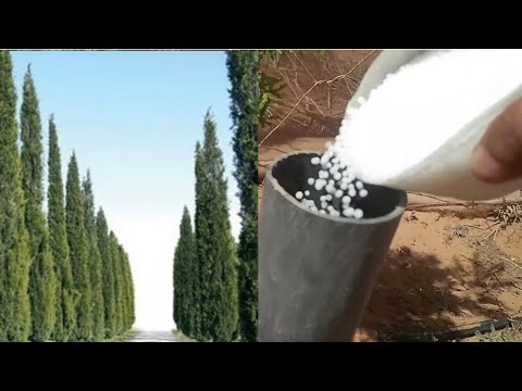 فيديو: العناية بالنباتات Escallonia - كيفية زراعة شجيرات Escallonia