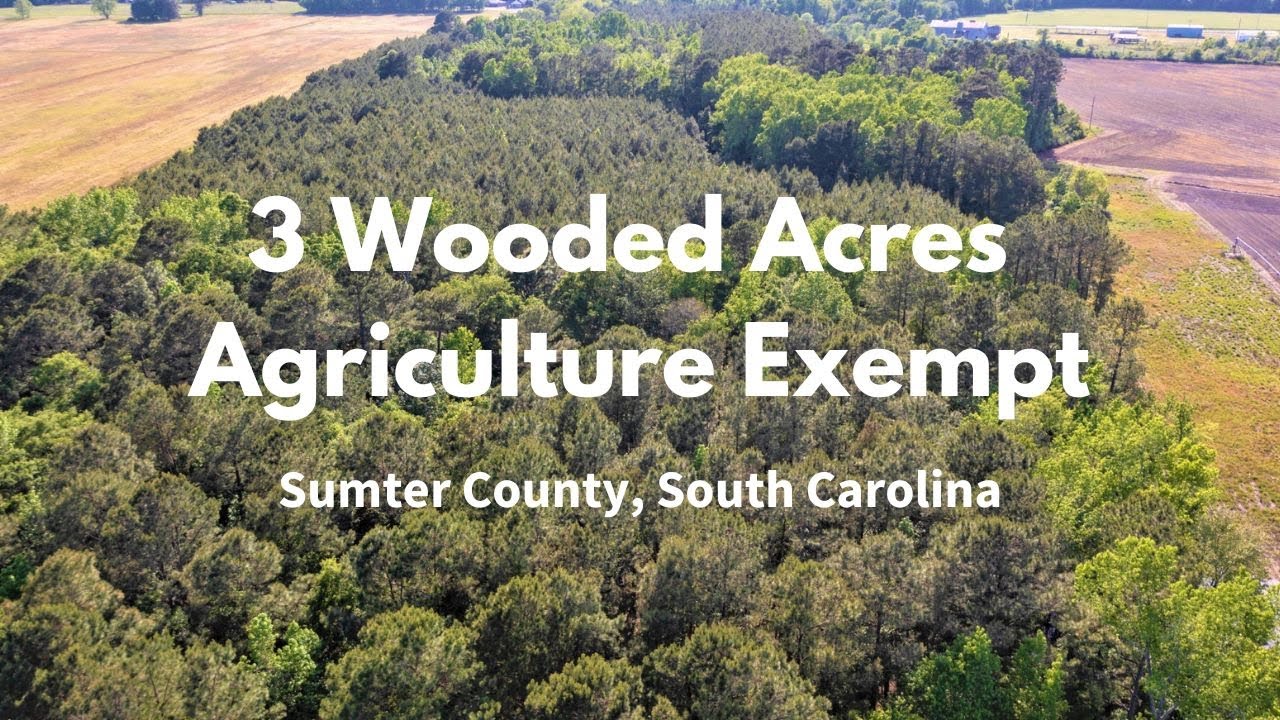 3 Wooded Acres Ag Exempt & 200′ Road Frontage. Power & Water YouTube