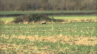 Lucas Hare Coursing