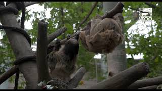 Sloths Get Valentines Day Treats - Cincinnati Zoo