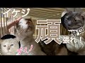 【頑】瀕死だった『イケジ』頑張っています・ディノチュールwシャーシャー!・みぱね猫活係の子を紹介!①今回は猫エイズで慢性腎不全のクロちゃん。