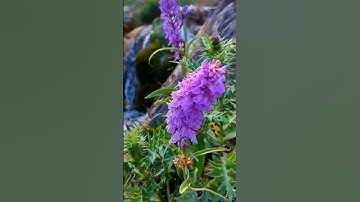 ايات من سورة الحديد#قران_كريم #اكسبلور #flowers #لايك