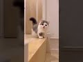 Pure Cuteness Overload! 🥹 Sleepy Kitten Moments #crazily #cat #catbehavior #funny