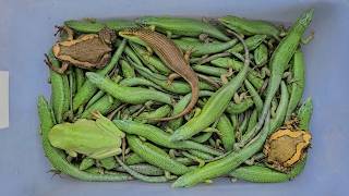 Catch beautiful lizard,skink,endangred lizard,dangerous lizard,frog,toad