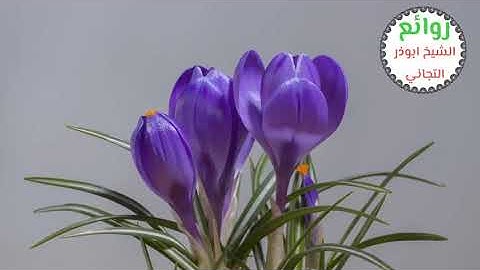 حالة واتسااب .. ايات من سورة الاعراف .. شيخ ابوذر التجاني