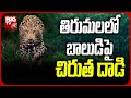 Leopard attacks boy in Tirumala, dragged into forest