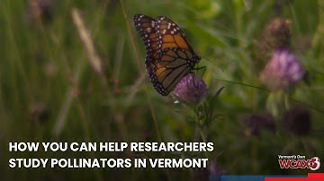 How you can help researchers study pollinators in Vermont