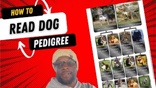 How To Read A Dogs Pedigree!
