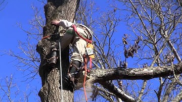 Climbing and Cutting a Giant Oak Tree