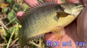 Câu cá rô đồng . Một ngày giật cá mỏi tay ở Gò công . Tập 27 #fishing #cauca