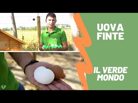 Video: Di che colore depone le uova un wyandotte argentato?