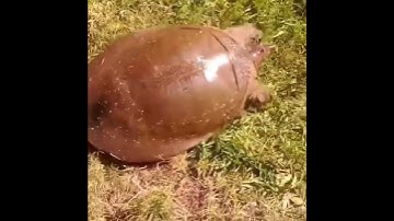Turtle suddenly running fast with drum and bass playing in the background.