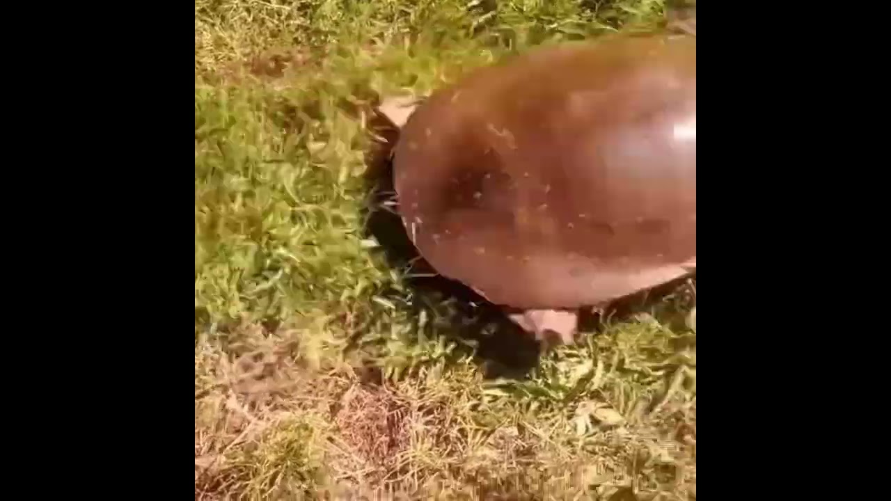 Turtle suddenly running fast with drum and bass playing in the background.