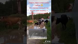 Запрещают держать коров в селе😡😡😡