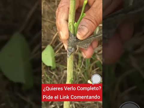 Video: Información de la planta de lima - Propagación de lima y cultivo de fruta de lima