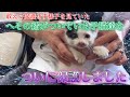 母猫と子猫3匹を保護しました！残り1匹捜索中【We rescued mother cat and 3 kittens】