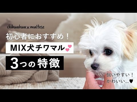 絶対飼いたくなる！チワマルの特徴3選