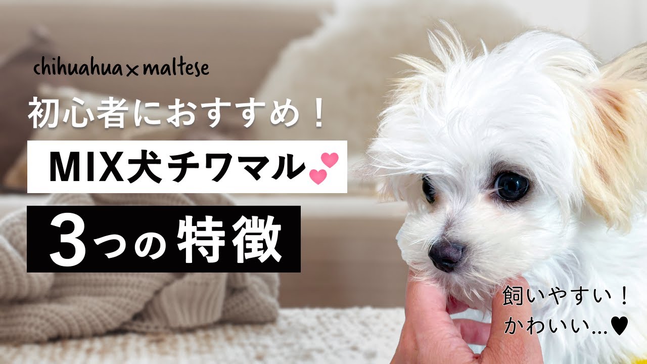 絶対飼いたくなる チワマルの特徴3選 Youtube