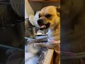 cats funny moment #viral #short #shortvideo #youtubeshorts #trending #funny