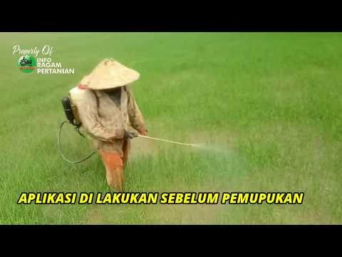 Video: Racun (Gambaran Umum)