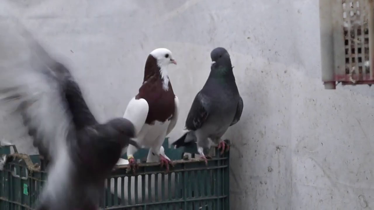 голубь дачный. птичий рынок садовод голуби. мир. мир увлеченных голуби. рынок голубиный рай в москве.