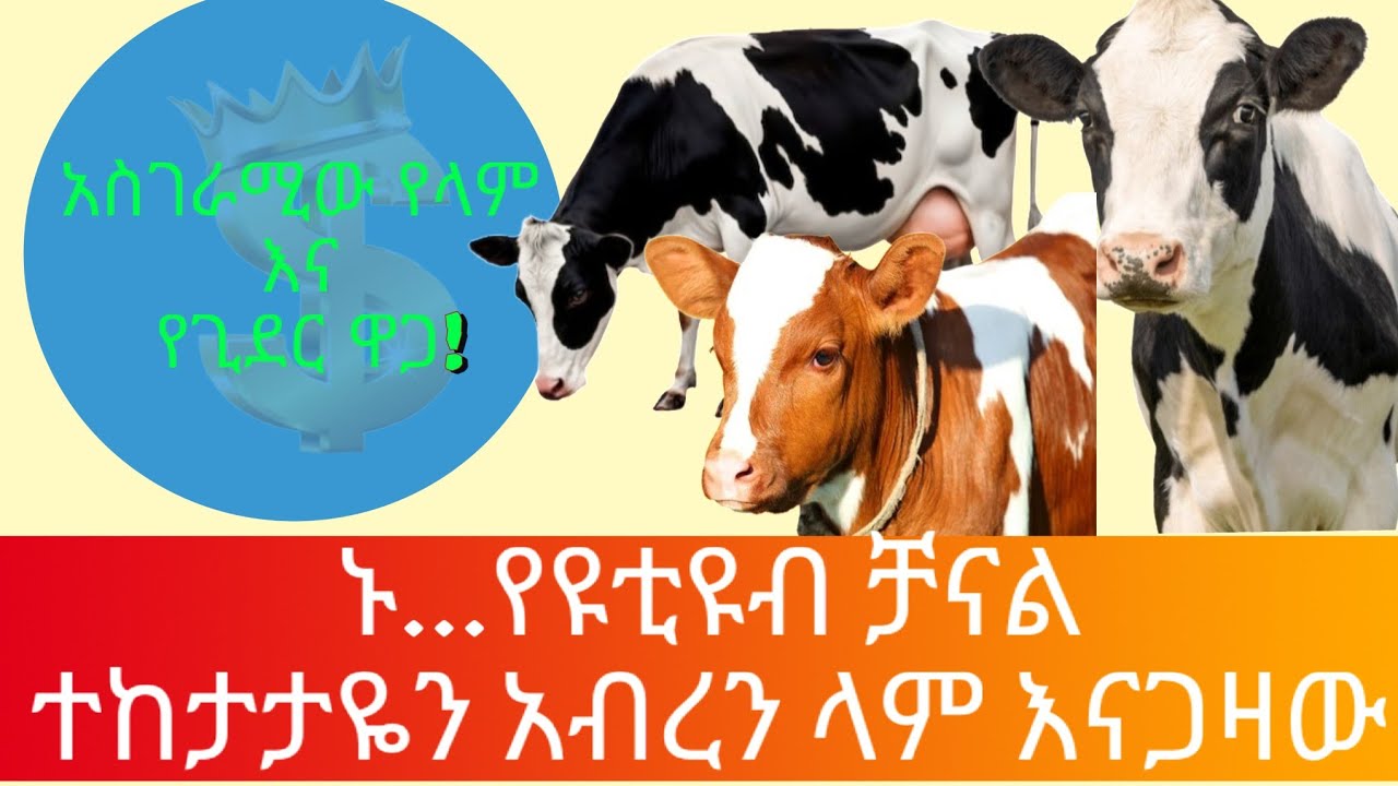 ምን ያዋጣል?የላም እና የጊደር ዋጋ ስንት ገባ?