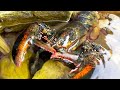The lobster hid in the crevice of the rock, and the pliers gave the guy a hard blow