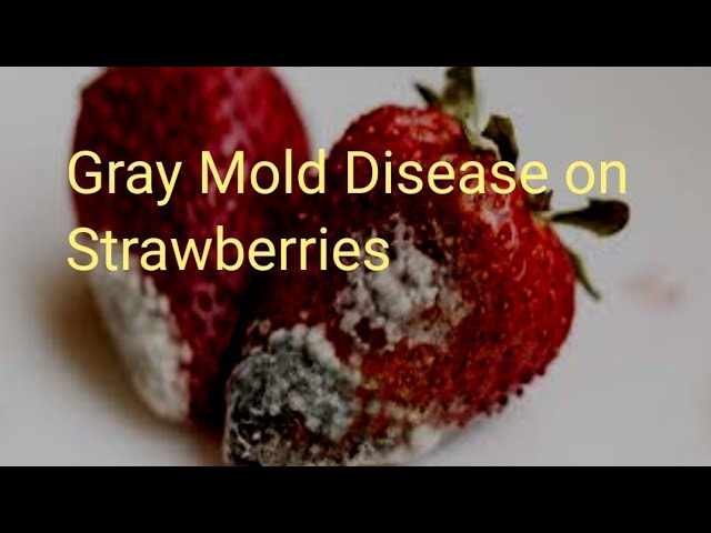 Botrytis Gray Mold  Scouting Guide for Problems of Strawberry