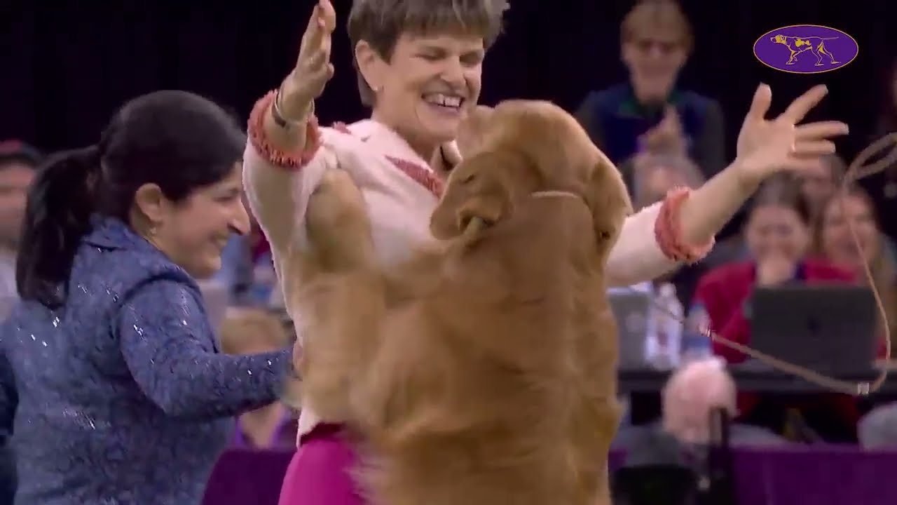 Золотистый ретривер Дэниел победил в спортивной группе | Вестминстерский кинологический клуб