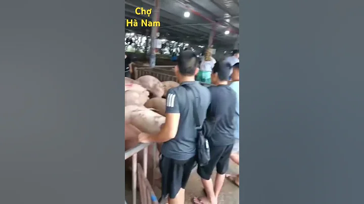 Chợ Hà Nam heo về ít, không tồn ế như hôm qua