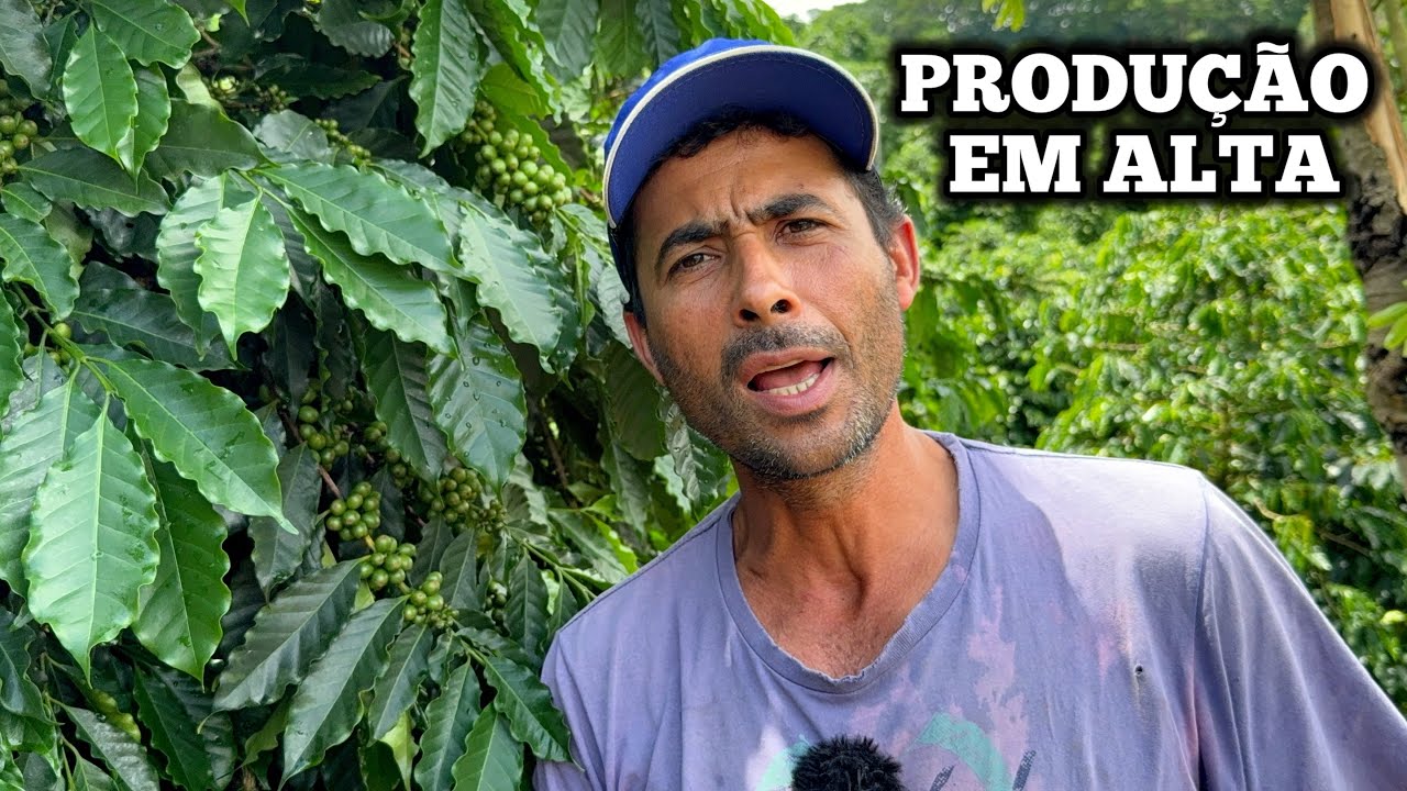 UMA DAS LAVOURAS DE CAFÉ MAIS PRODUTIVA DA REGIÃO VEJA