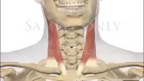 Function of Sternocleidomastoid (SCM) muscle.