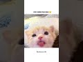chin tapak dum dum #viral #cat #aestheic #funny #funnycat #memes #catmeme