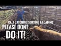 Dramatic Catching, Sorting and Big Beef Calf Loading
