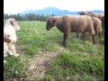 Australian shepherd first time with sheep at age 12 weeks