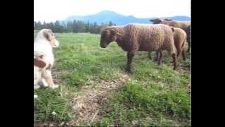 Australian shepherd first time with sheep at age 12 weeks by Aiko Aussie 98,353 views 13 years ago 2 minutes, 13 seconds