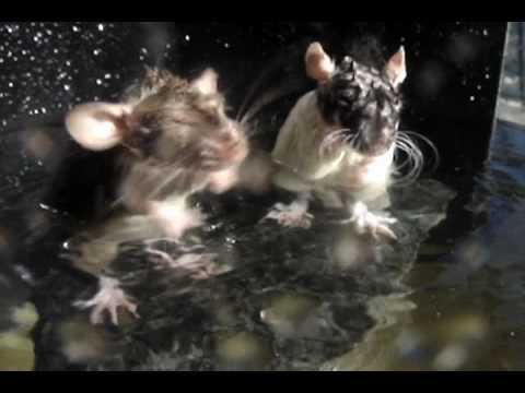 Rat Dives Deep Swimming Underwater *** MUST SEE ***