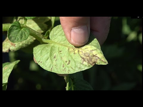 Video: Pudrición negra de las batatas: cómo controlar la podredumbre negra en las plantas de batatas