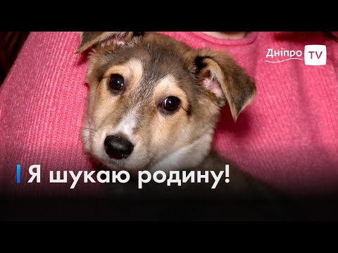 🐶Сімба шукає родину: історія песика, якого встигли врятувати за мить від смерті