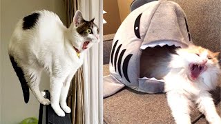 LUSTIGE KATZEN VIDEOS - Funny Cats Compilation 2020 - Animals Tiere