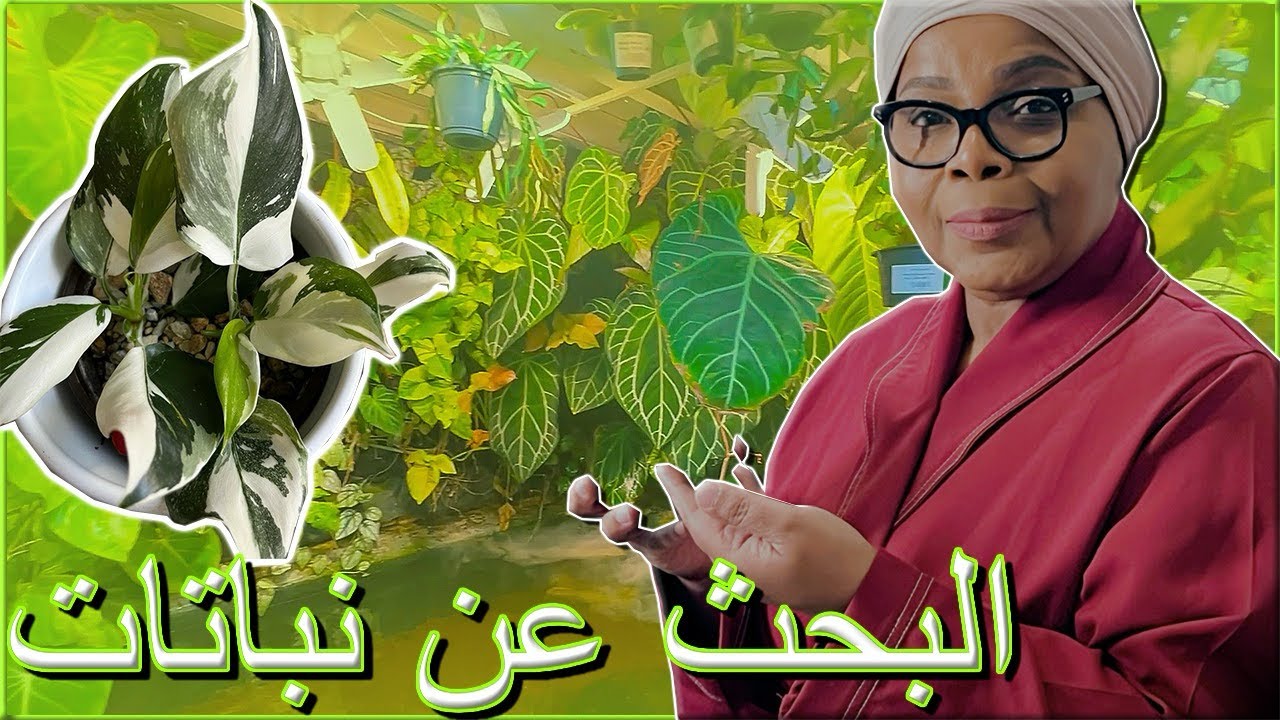 جولة في محلات النباتات الداخلية والبحث عن نباتات