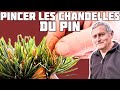 Le pincement des chandelles du pin  metsumi  nejikan bonsai 