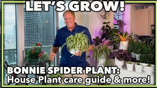 HOW TO GROW SPIDER PLANT INDOORS: Care guide and propagation tips (BONNIE SPIDER PLANT) Best Tips How To Care For Bonnie Curly Spider Plant