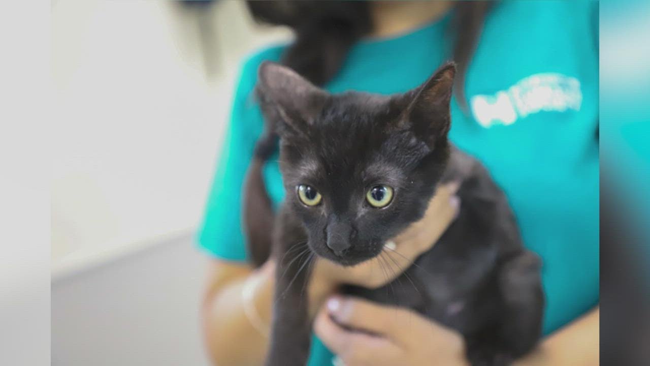 San Antonio Humane Society explains 'Empty the Shelters' summer event ...